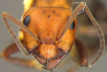 Media type: image; Entomology 33833   Aspect: head frontal view